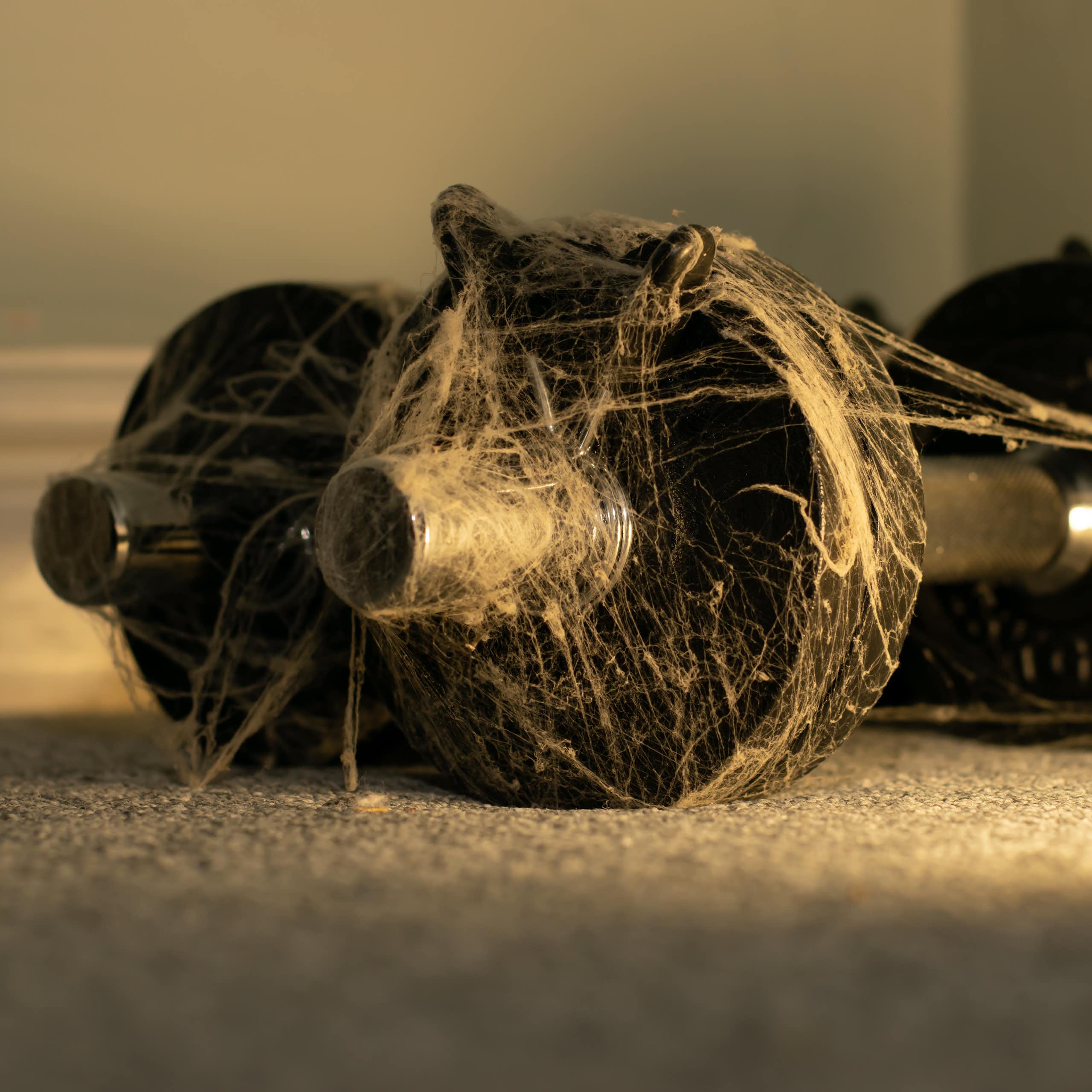 A set of dumbbells covered in cobwebs